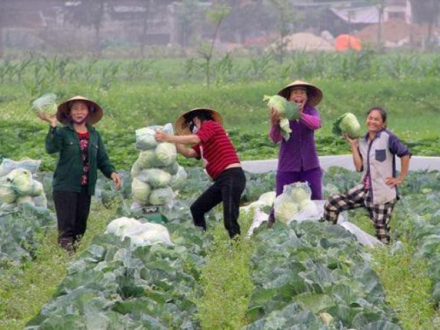 Nông dân không còn rau để ”giải cứu”, giá rau lại tăng gấp 4 lần