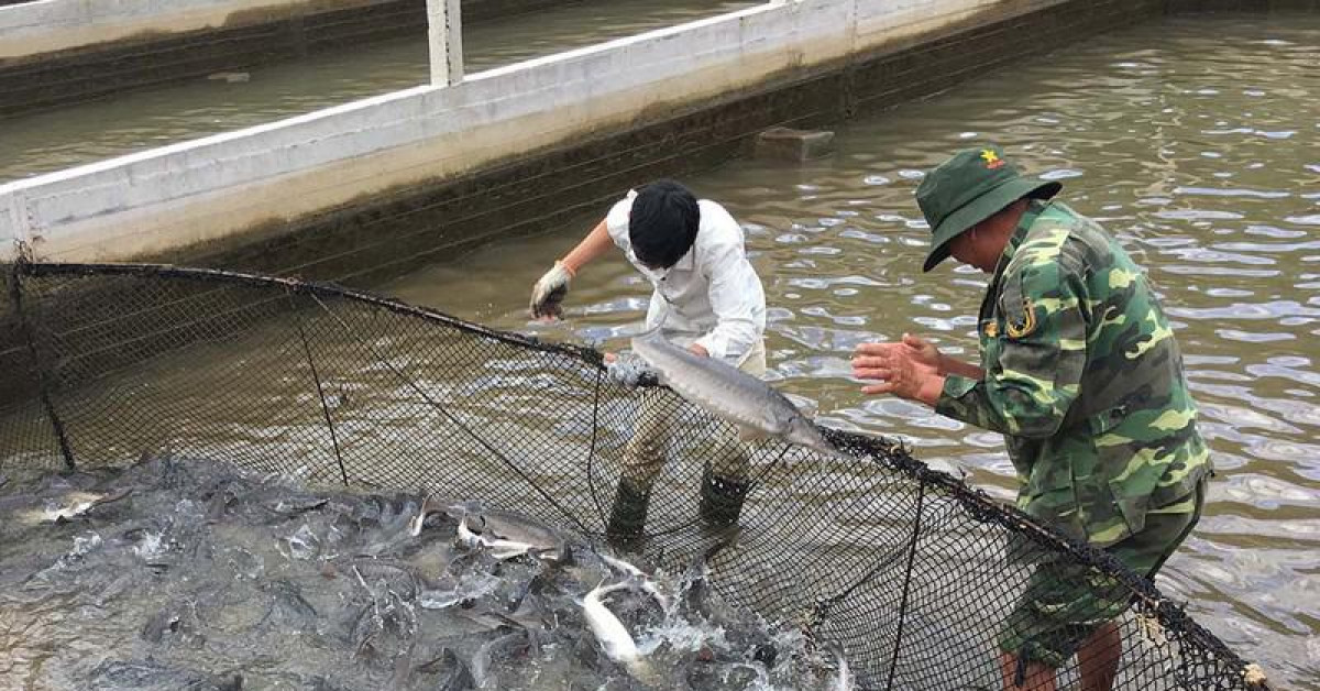 Tự ý tung hàng chục tấn cá tầm Trung Quốc ra thị trường bán