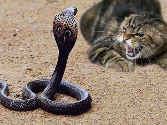 Mèo tung ”võ” đánh rắn hổ mang cực độc phải tháo chạy