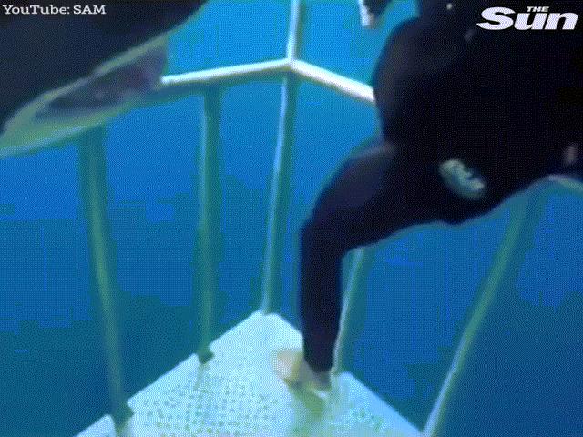 Video: Khoảnh khắc cá mập lao xuyên đầu qua khe lồng sắt để tấn công người gây hãi hùng