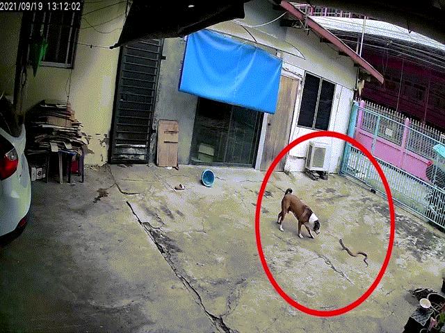 Video: Rắn hổ mang ”hùng hổ” tấn công chó khi mò vào nhà dân
