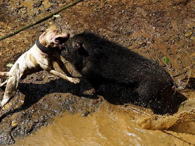 Bị lợn rừng truy sát kinh hoàng, 3 chó pitbull chạy ”bán sống bán chết”