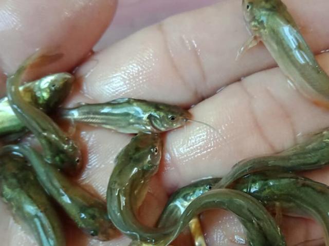 Việt Nam có loài cá từng bị chê ”tới bến”, nay mang về nuôi bán giá đắt, kiếm trăm triệu/năm