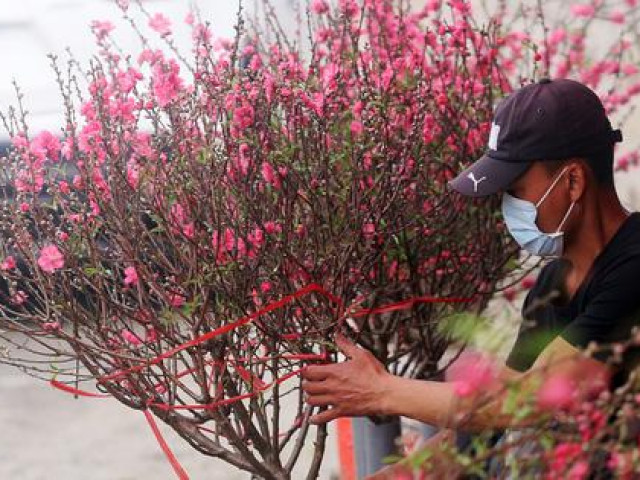 Chuyện lạ: Hoa đào, mai trắng vẫn nở rộ, bày bán đầu tháng 3 ở Hà Nội