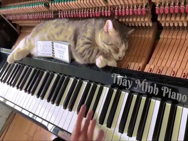 Clip mèo béo ú nằm ngủ trên đàn dương cầm gây bão mạng