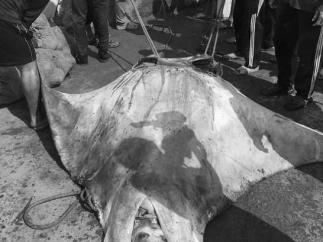 Bắt được cá Đuối ” khủng”, gần nửa tấn ở biển Lý Sơn