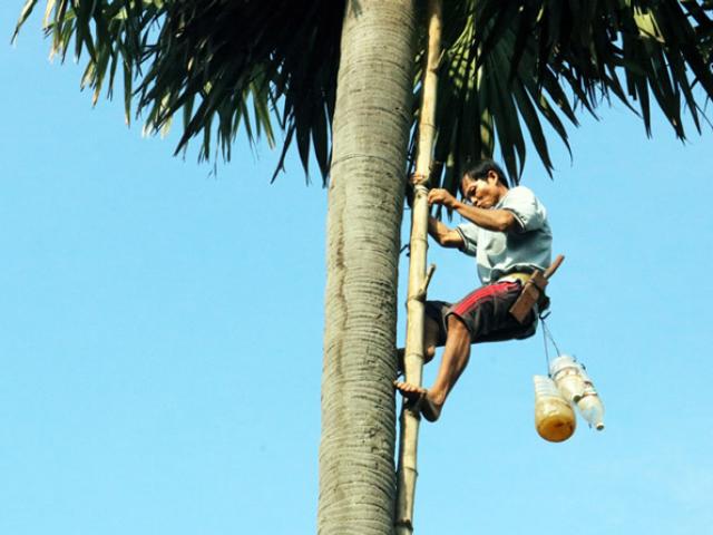 Kiếm tiền triệu từ nghề trèo cây kỳ lạ 20 năm mới ra trái ở An Giang