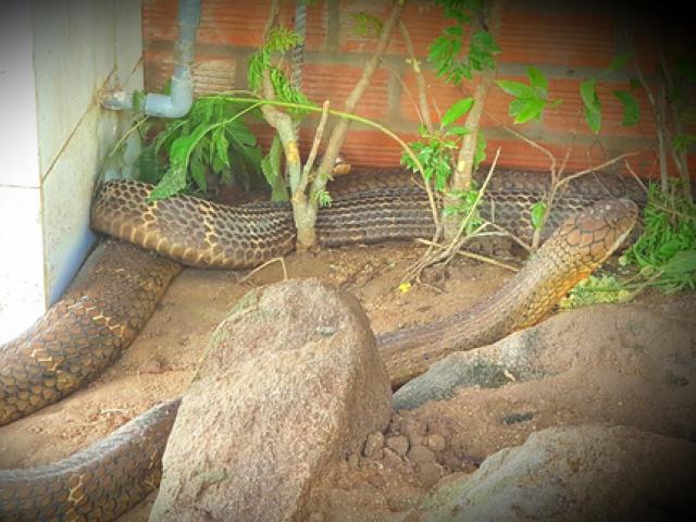 Sẽ tịch thu 2 rắn hổ mây ”khủng” nuôi nhốt trái phép tại khu du lịch Đồi Tức Dụp