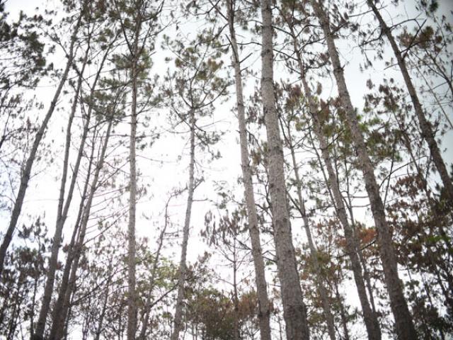 Thông tin mới vụ hơn 3.500 cây thông bị ”đầu độc” ở Lâm Đồng