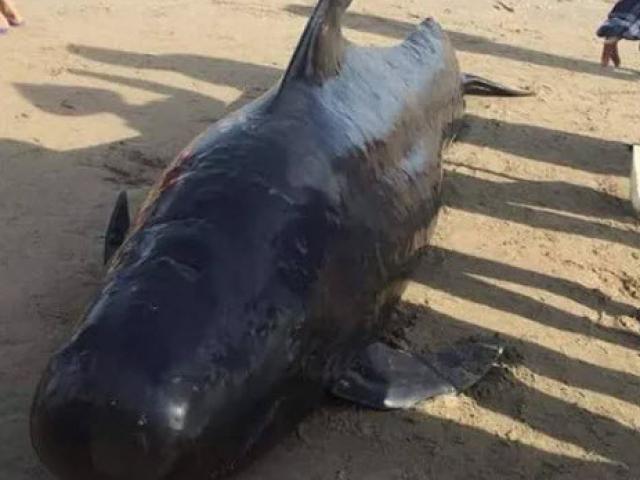Cá voi dài 4m, nặng gần 1 tấn chết dạt vào bờ biển khu vực sân golf