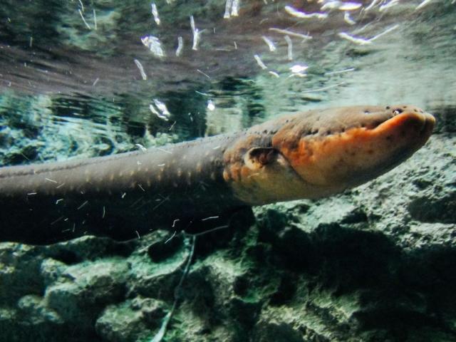 ”Hung thần” Amazon có thể giết chết cá sấu bằng dòng điện 1.000 volt