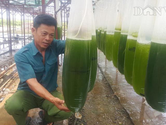 Chuyện lạ Thái Bình: Nuôi thứ nước xanh lè mà ”rót” ra hàng tỷ đồng