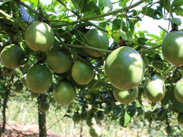 8.679 tấn trái cây xuất ngoại, nông dân Sơn La thu tiền tỷ
