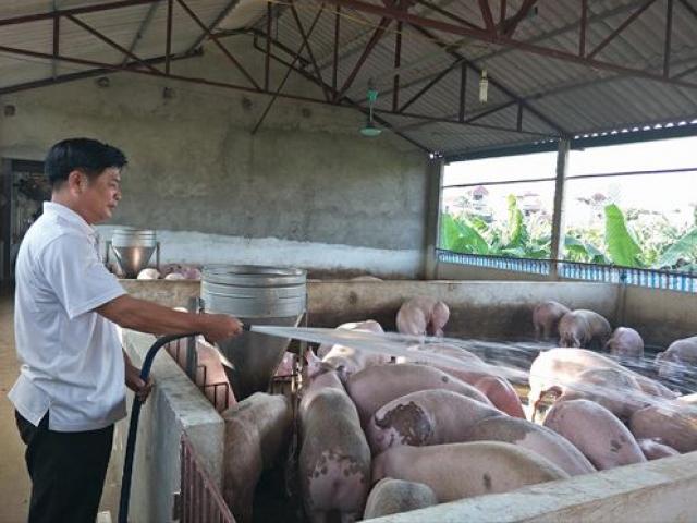 Hỗ trợ 25.000 đồng/kg khi tiêu hủy lợn ”dính” dịch tả lợn châu Phi