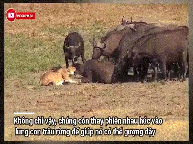 Video: Bị ”500 anh em” trâu rừng đánh đuổi, sư tử hoảng loạn bỏ chạy trối chết
