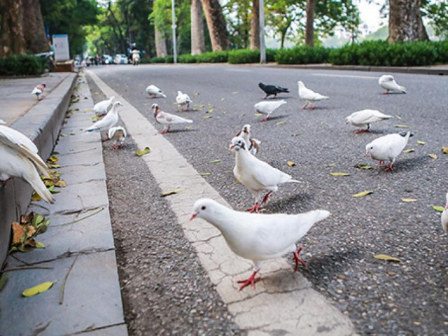 Ngắm đàn chim bồ câu, cảm giác bình yên đến lạ trên đường phố Thủ đô