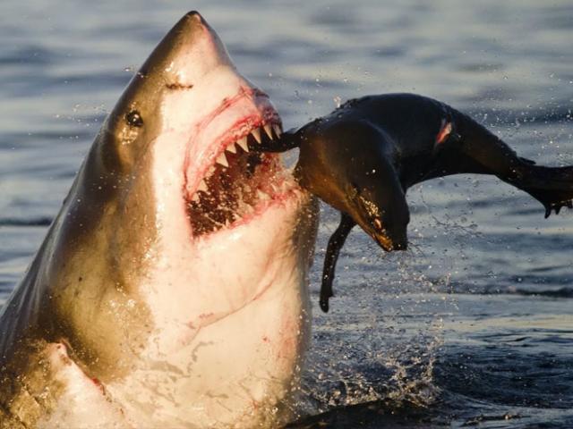 Cá mập khổng lồ truy sát, xé thịt hải cẩu giữa đại dương