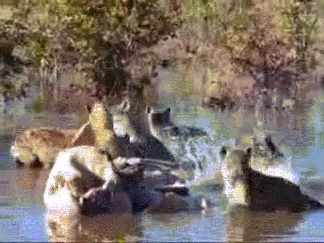 Video: Đang mở tiệc trên sông, linh cẩu bị sư tử đoạt mạng trong chớp mắt