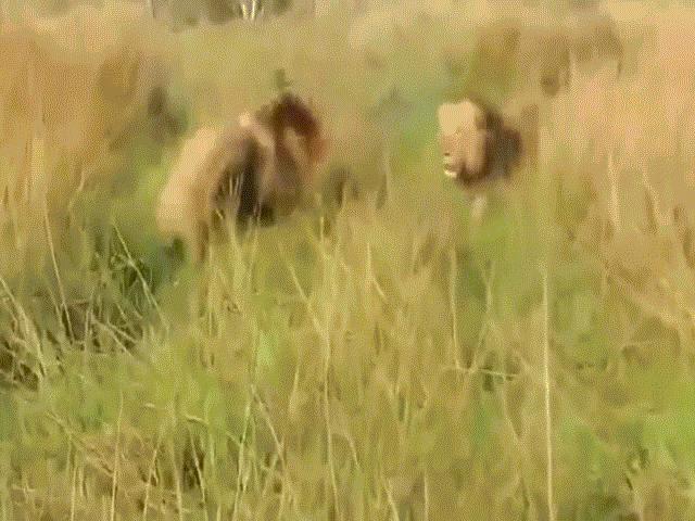 Video: Cả gan úp sọt ”tiền bối”, anh em sư tử đực lãnh kết cục ê chề
