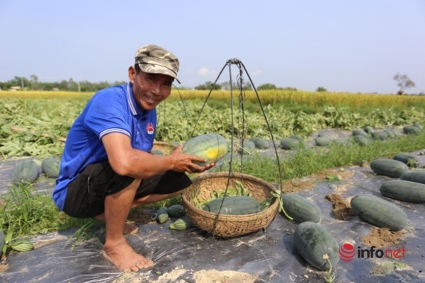 Được mùa, giá lên cao, nông dân Phú Ninh “trúng đậm” mùa dưa hấu