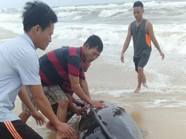 Người dân ”đạp” sóng cứu cá voi mắc cạn ở bờ biển
