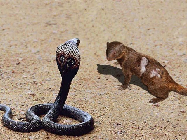 Bị rắn hổ mang liên tiếp mổ vào đầu, cầy mangut ”nóng mặt” đáp trả