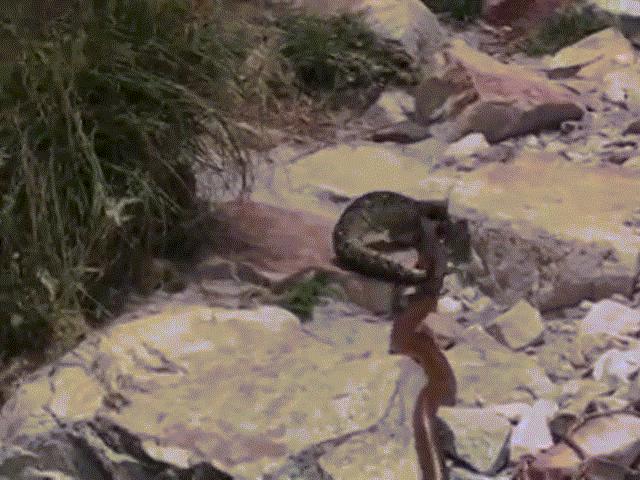 Video: Đụng độ rắn hổ mang cực độc, ”cỗ quan tài sống” khét tiếng châu Phi cũng phải bỏ mạng