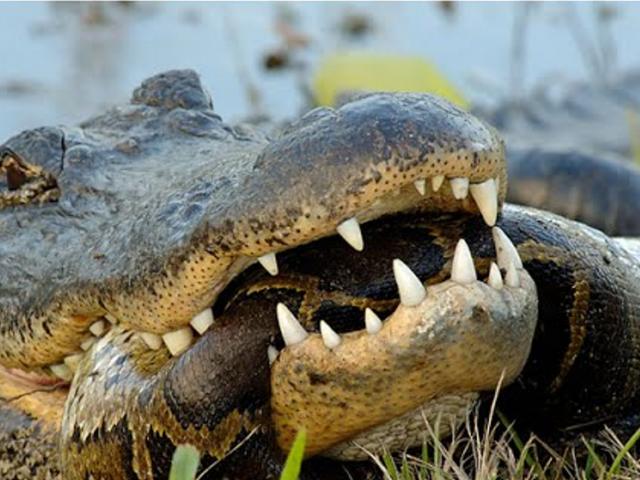 Vào lãnh địa cá sấu săn mồi, trăn gấm bỏ mạng trước ”đội chủ nhà”