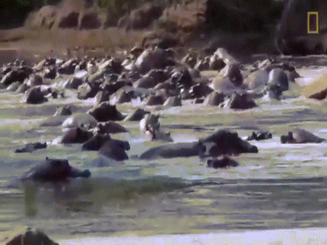 Video: Mạo hiểm săn con non, cá sấu bị cả đàn hà mã ”đánh hội đồng”