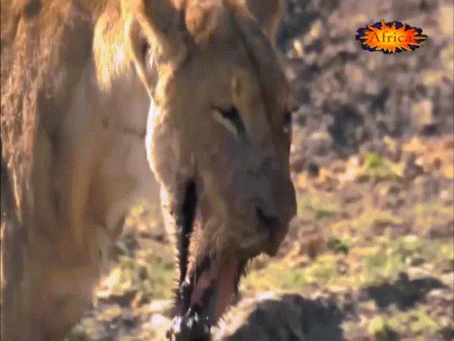 Video: Cả gan ”cà khịa”, sư tử bị bầy cá sấu dưới hồ cắn rớt hàm