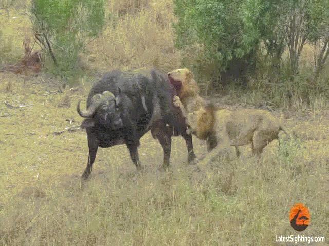 Video: Bị 2 sư tử đực tấn công, trâu rừng có hành động liều lĩnh