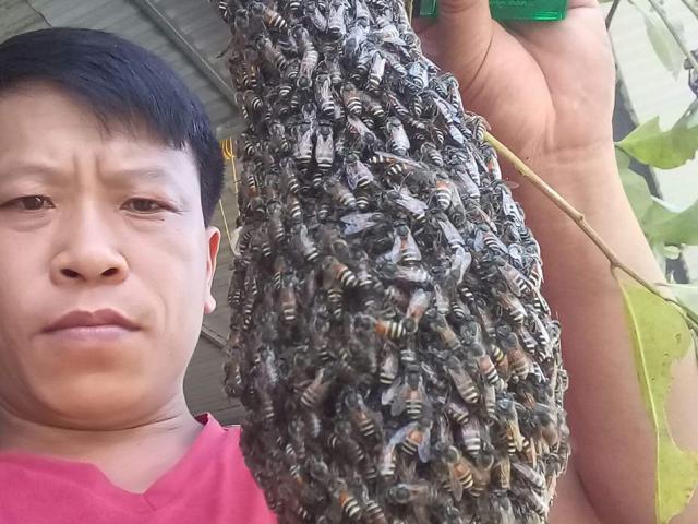 Rùng mình cảnh dị nhân “vua ong”chơi đùa với hàng nghìn con ong rừng