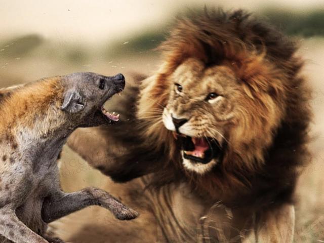 Sư tử ”gọi hội dạy dỗ” linh cẩu vì đồng loại bị đánh hội đồng