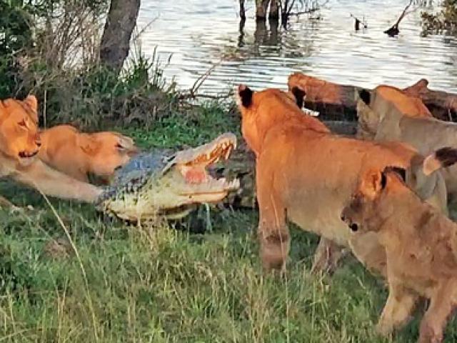 Cá sấu lên bờ tung cú đớp khiến năm con sư tử giật mình và cái kết