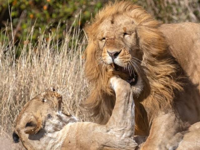 Tranh mồi ”bậc tiền bối”, cặp đôi sư tử đực gặp kết cục ê chề