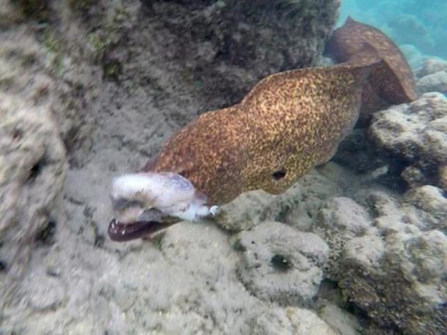 Cận cảnh cá chình điện cắn toác đầu bạch tuộc