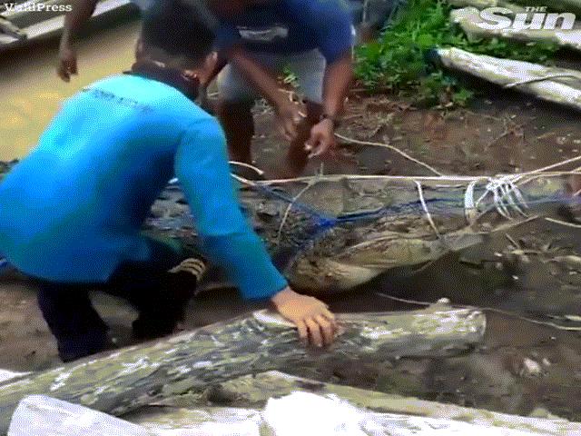 Indonesia: Bắt cá sấu ”khủng” dìm chết thiếu nữ tắm sông, phát hiện điều dị thường