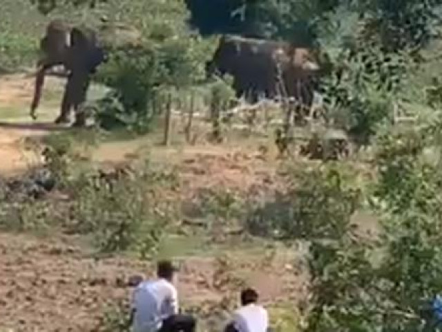 Voi nhà ở Đắk Lắk húc chết người: Nạn nhân đã chăm sóc voi 4 năm