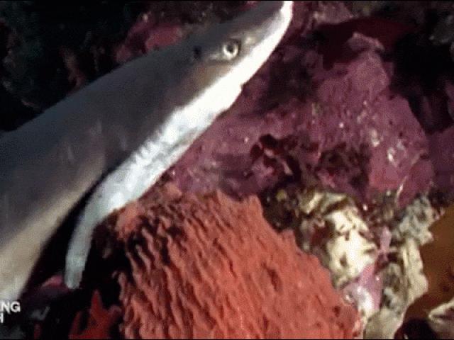 Bạch tuộc khổng lồ phục kích đoạt mạng cá mập trong chớp mắt