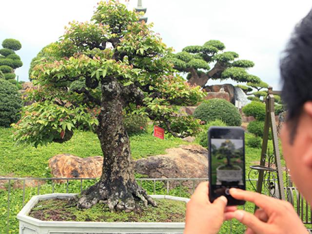 Đại gia Việt dốc tiền khủng chơi dàn bonsai khế, coi như báu vật trong nhà