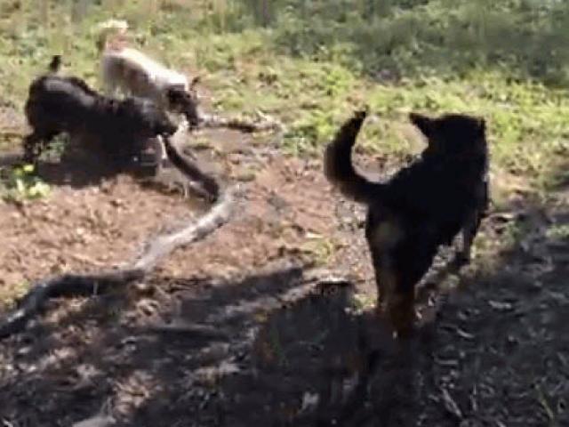 4 chú chó kịch chiến với rắn hổ mang chúa cứu chủ thoát chết