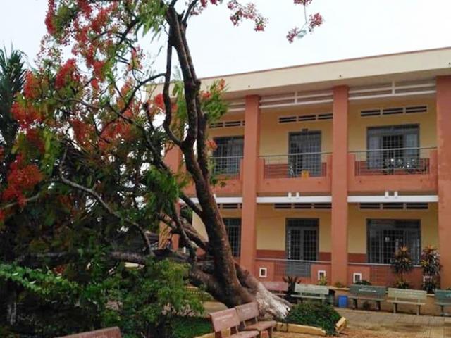 Thêm cây phượng bật gốc ở sân trường tiểu học tỉnh Đồng Nai