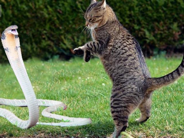Cận cảnh chú mèo dùng ”võ thuật” đối phó rắn hổ mang