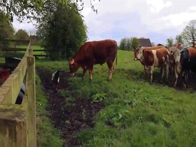 Video: ”Ngứa mắt” vì đàn bò đang ăn cỏ, gà trống lao vào ”cà khịa”