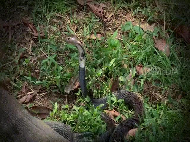 Video: Kỳ đà ”khủng” quật đuôi khiến hổ mang chúa choáng váng