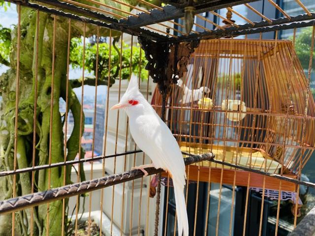 Siêu phẩm chim cảnh “cực độc” của đại gia Hà Nội, trả nửa tỷ một con cũng không bán