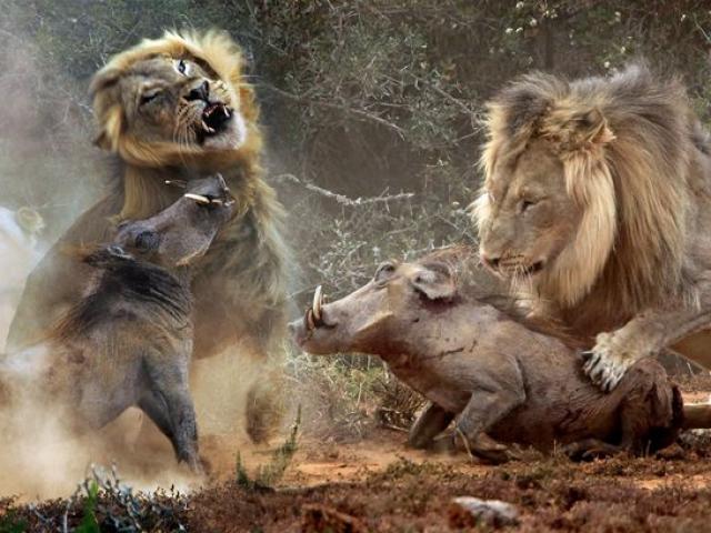 Sư tử phối hợp bầy đàn lùa lợn rừng tự lao vào nộp mạng