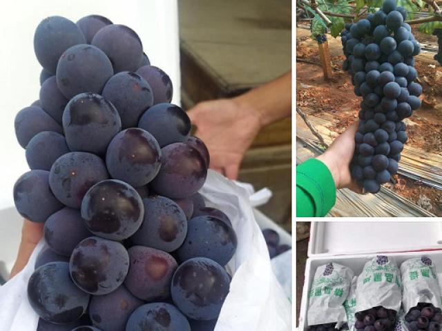 Nho không hạt bán tràn lan, dân buôn hoa quả 20 năm ”vạch mặt” sự thật bất ngờ