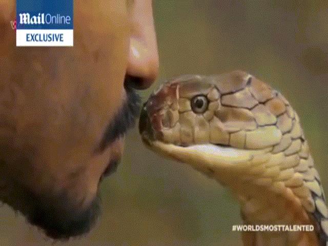 Video: Thót tim khoảnh khắc chàng trai liều mình trao nụ hôn cho rắn hổ mang chúa