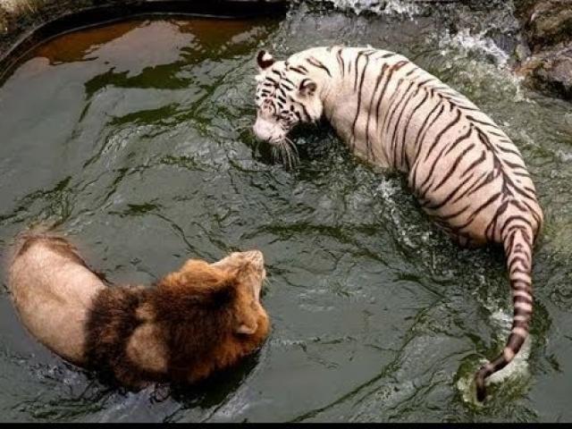 Hổ trắng tung ”liên hoàn cước” đánh cặp đôi sư tử